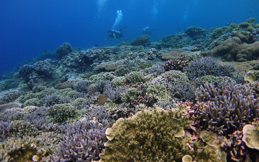 Reef monitoring system vital for reef conservation and management
